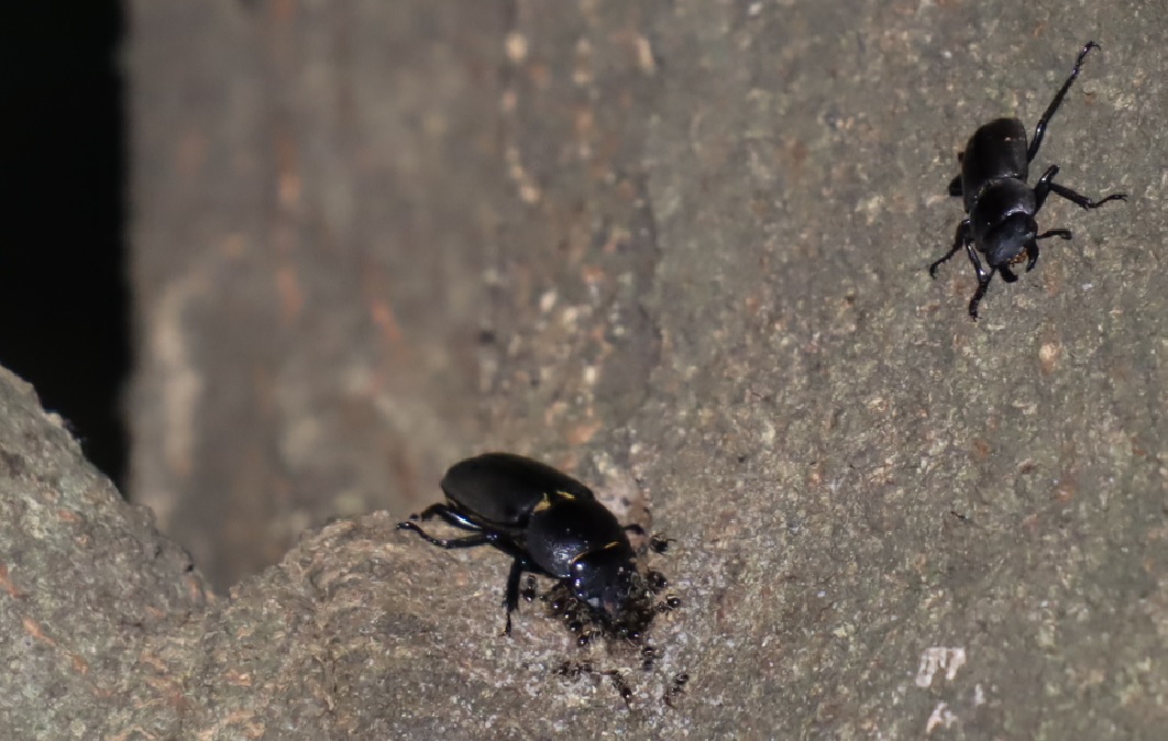 コクワガタ♀_2又のコブ-シラカシ_2023年8月16日20時30分 気温26.8度